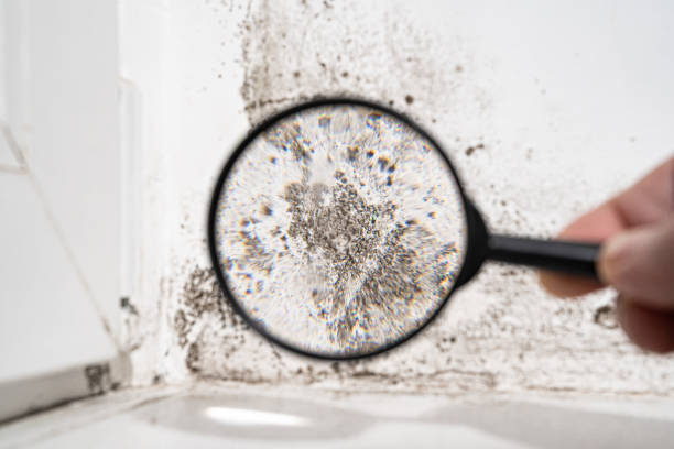 Trusted Crescent Springs, KY Mold Prevention & Removal  Experts